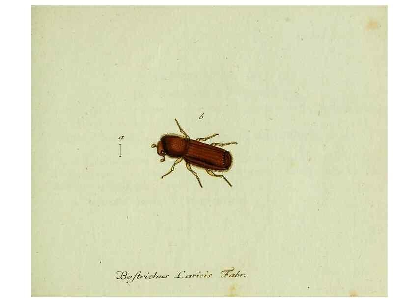 Reproducción/Reproduction 35536627654: Favnae insectorvm Germanicae initia, oder, Deutschlands Insecten /. Nürnberg :In den Felseckerschen Buchhandlung,1796-1813.