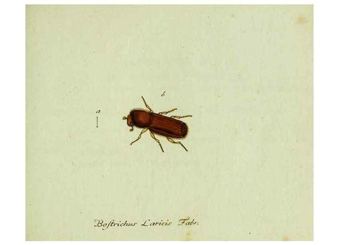 Reproducción/Reproduction 35536627654: Favnae insectorvm Germanicae initia, oder, Deutschlands Insecten /. Nürnberg :In den Felseckerschen Buchhandlung,1796-1813.