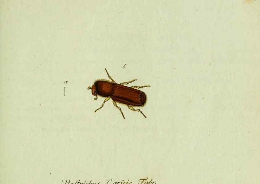Reproducción/Reproduction 35536627654: Favnae insectorvm Germanicae initia, oder, Deutschlands Insecten /. Nürnberg :In den Felseckerschen Buchhandlung,1796-1813.