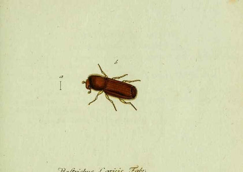 Reproducción/Reproduction 35536627654: Favnae insectorvm Germanicae initia, oder, Deutschlands Insecten /. Nürnberg :In den Felseckerschen Buchhandlung,1796-1813.