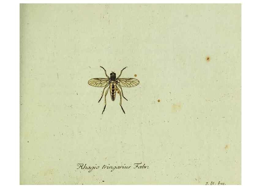 Reproducción/Reproduction 35536610444: Favnae insectorvm Germanicae initia, oder, Deutschlands Insecten /. Nürnberg :In den Felseckerschen Buchhandlung,1796-1813.