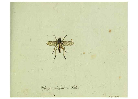 Reproducción/Reproduction 35536610444: Favnae insectorvm Germanicae initia, oder, Deutschlands Insecten /. Nürnberg :In den Felseckerschen Buchhandlung,1796-1813.