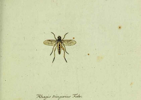 Reproducción/Reproduction 35536610444: Favnae insectorvm Germanicae initia, oder, Deutschlands Insecten /. Nürnberg :In den Felseckerschen Buchhandlung,1796-1813.