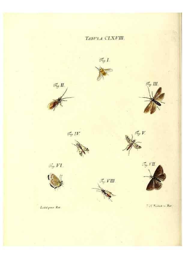 Reproducción/Reproduction 36206066442: Iacobi Christiani Schaefferi s.s. theologiae et philosophiae doctoris ... Icones insectorum circa Ratisbonam indigenorum :. Ratisbonae :Typis Breitfeldianis,MDCCLXXIX [1766-1779]