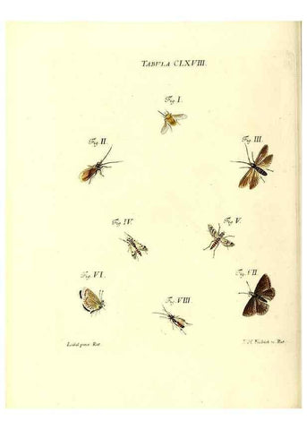 Reproducción/Reproduction 36206066442: Iacobi Christiani Schaefferi s.s. theologiae et philosophiae doctoris ... Icones insectorum circa Ratisbonam indigenorum :. Ratisbonae :Typis Breitfeldianis,MDCCLXXIX [1766-1779]