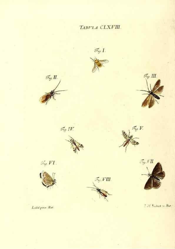 Reproducción/Reproduction 36206066442: Iacobi Christiani Schaefferi s.s. theologiae et philosophiae doctoris ... Icones insectorum circa Ratisbonam indigenorum :. Ratisbonae :Typis Breitfeldianis,MDCCLXXIX [1766-1779]