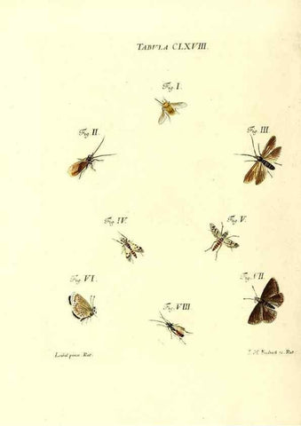 Reproducción/Reproduction 36206066442: Iacobi Christiani Schaefferi s.s. theologiae et philosophiae doctoris ... Icones insectorum circa Ratisbonam indigenorum :. Ratisbonae :Typis Breitfeldianis,MDCCLXXIX [1766-1779]