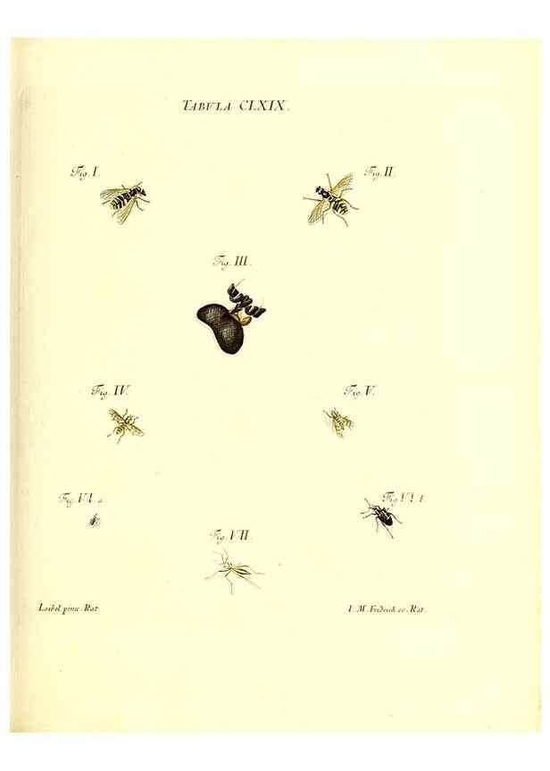 Reproducción/Reproduction 36206067942: Iacobi Christiani Schaefferi s.s. theologiae et philosophiae doctoris ... Icones insectorum circa Ratisbonam indigenorum :. Ratisbonae :Typis Breitfeldianis,MDCCLXXIX [1766-1779]