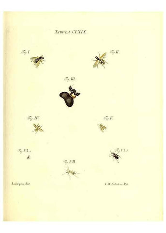 Reproducción/Reproduction 36206067942: Iacobi Christiani Schaefferi s.s. theologiae et philosophiae doctoris ... Icones insectorum circa Ratisbonam indigenorum :. Ratisbonae :Typis Breitfeldianis,MDCCLXXIX [1766-1779]