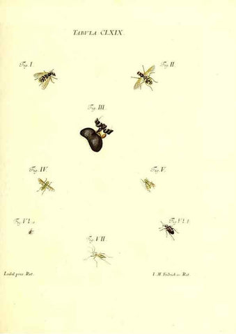 Reproducción/Reproduction 36206067942: Iacobi Christiani Schaefferi s.s. theologiae et philosophiae doctoris ... Icones insectorum circa Ratisbonam indigenorum :. Ratisbonae :Typis Breitfeldianis,MDCCLXXIX [1766-1779]