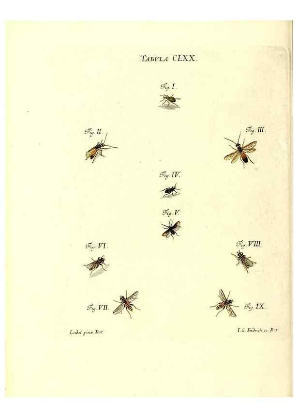 Reproducción/Reproduction 35565965313: Iacobi Christiani Schaefferi s.s. theologiae et philosophiae doctoris ... Icones insectorum circa Ratisbonam indigenorum :. Ratisbonae :Typis Breitfeldianis,MDCCLXXIX [1766-1779]