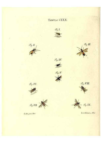 Reproducción/Reproduction 35565965313: Iacobi Christiani Schaefferi s.s. theologiae et philosophiae doctoris ... Icones insectorum circa Ratisbonam indigenorum :. Ratisbonae :Typis Breitfeldianis,MDCCLXXIX [1766-1779]
