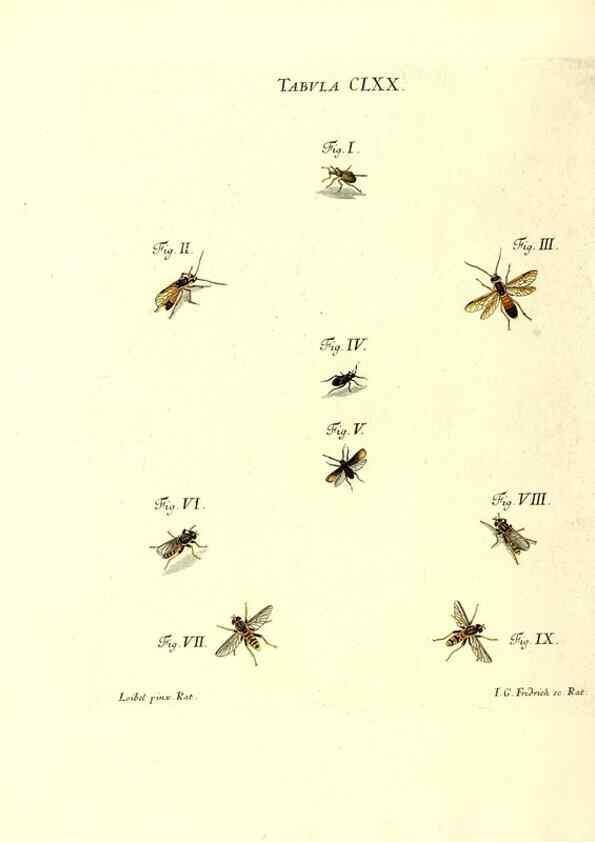 Reproducción/Reproduction 35565965313: Iacobi Christiani Schaefferi s.s. theologiae et philosophiae doctoris ... Icones insectorum circa Ratisbonam indigenorum :. Ratisbonae :Typis Breitfeldianis,MDCCLXXIX [1766-1779]
