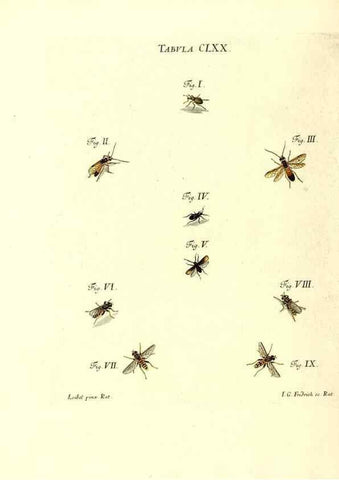Reproducción/Reproduction 35565965313: Iacobi Christiani Schaefferi s.s. theologiae et philosophiae doctoris ... Icones insectorum circa Ratisbonam indigenorum :. Ratisbonae :Typis Breitfeldianis,MDCCLXXIX [1766-1779]