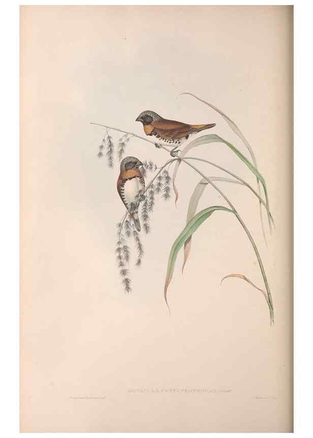 Reproducción/Reproduction 36117396594: The birds of Australia.. London,Printed by R. and J. E. Taylor; pub. by the author,[1840]-48.