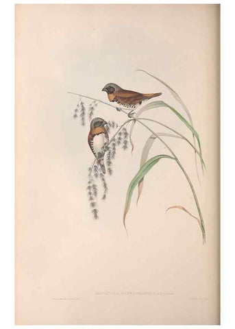 Reproducción/Reproduction 36117396594: The birds of Australia.. London,Printed by R. and J. E. Taylor; pub. by the author,[1840]-48.