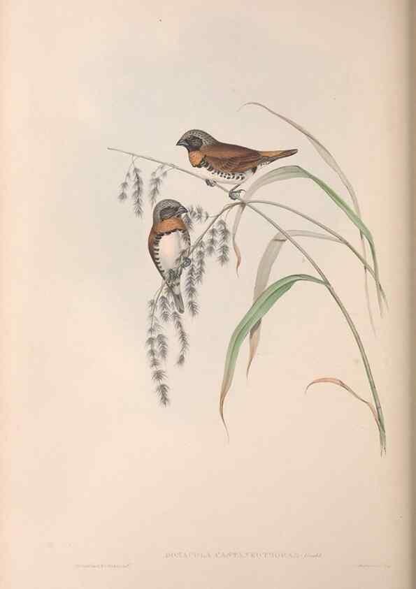 Reproducción/Reproduction 36117396594: The birds of Australia.. London,Printed by R. and J. E. Taylor; pub. by the author,[1840]-48.