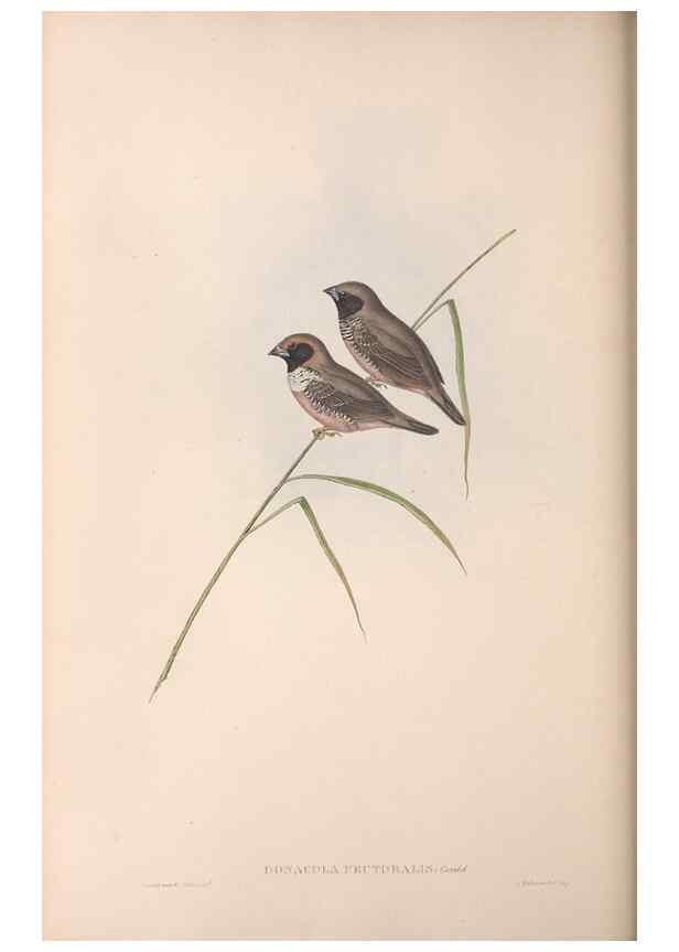 Reproducción/Reproduction 36117398754: The birds of Australia.. London,Printed by R. and J. E. Taylor; pub. by the author,[1840]-48.
