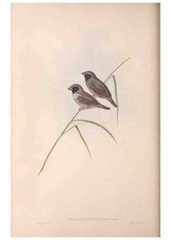 Reproducción/Reproduction 36117398754: The birds of Australia.. London,Printed by R. and J. E. Taylor; pub. by the author,[1840]-48.