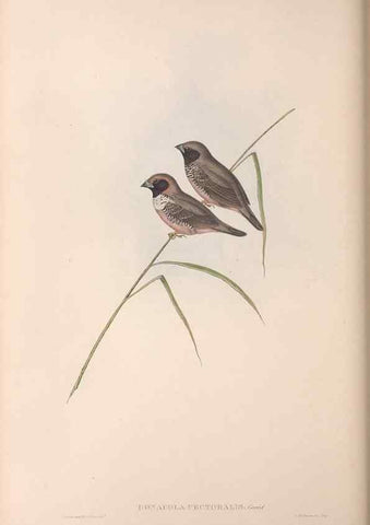 Reproducción/Reproduction 36117398754: The birds of Australia.. London,Printed by R. and J. E. Taylor; pub. by the author,[1840]-48.