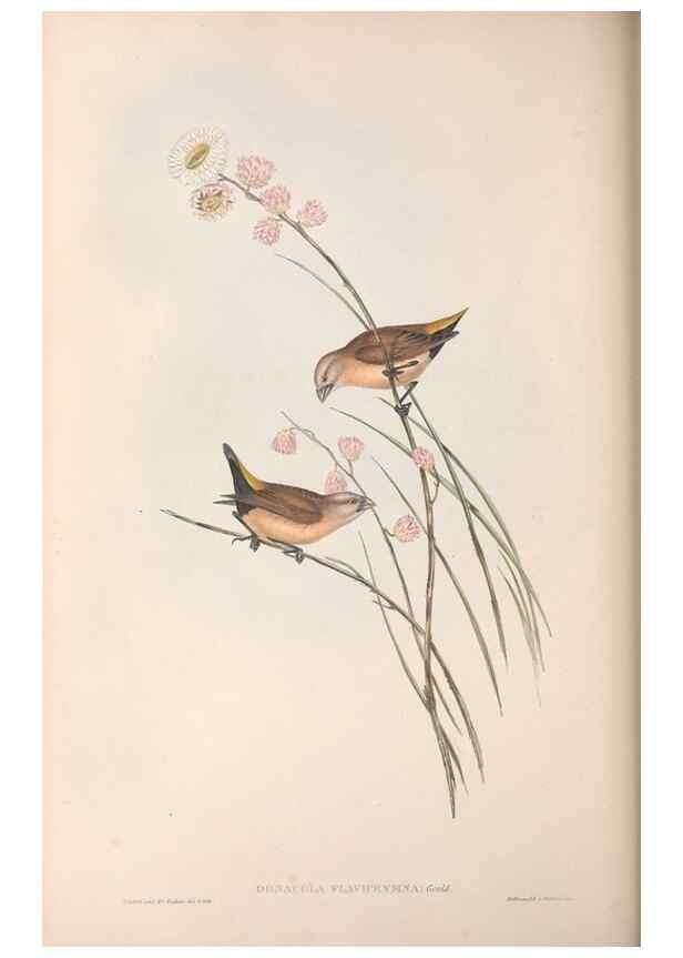 Reproducción/Reproduction 36117400484: The birds of Australia.. London,Printed by R. and J. E. Taylor; pub. by the author,[1840]-48.