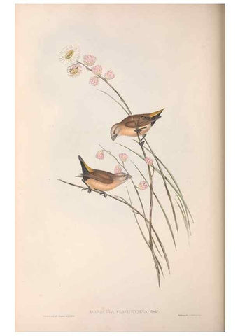 Reproducción/Reproduction 36117400484: The birds of Australia.. London,Printed by R. and J. E. Taylor; pub. by the author,[1840]-48.