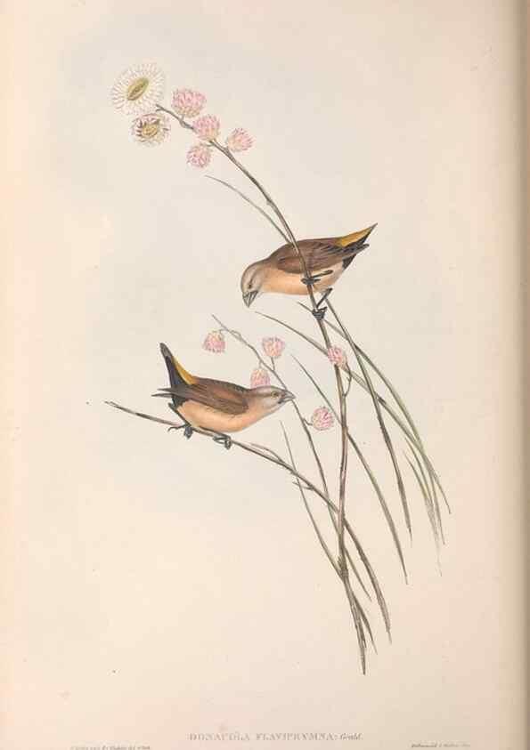 Reproducción/Reproduction 36117400484: The birds of Australia.. London,Printed by R. and J. E. Taylor; pub. by the author,[1840]-48.