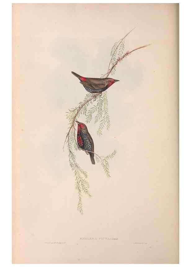 Reproducción/Reproduction 36117402184: The birds of Australia.. London,Printed by R. and J. E. Taylor; pub. by the author,[1840]-48.