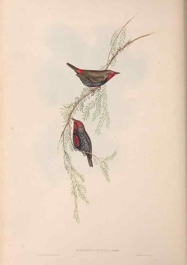 Reproducción/Reproduction 36117402184: The birds of Australia.. London,Printed by R. and J. E. Taylor; pub. by the author,[1840]-48.