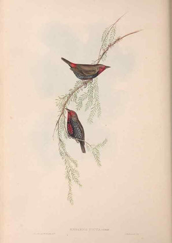 Reproducción/Reproduction 36117402184: The birds of Australia.. London,Printed by R. and J. E. Taylor; pub. by the author,[1840]-48.