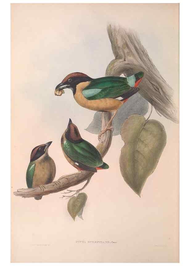 Reproducción/Reproduction 36555866460: The birds of Australia.. London,Printed by R. and J. E. Taylor; pub. by the author,[1840]-48.