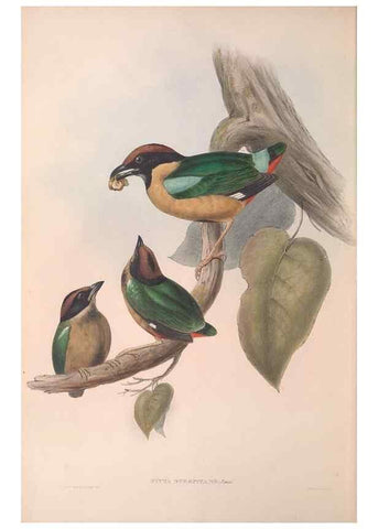 Reproducción/Reproduction 36555866460: The birds of Australia.. London,Printed by R. and J. E. Taylor; pub. by the author,[1840]-48.