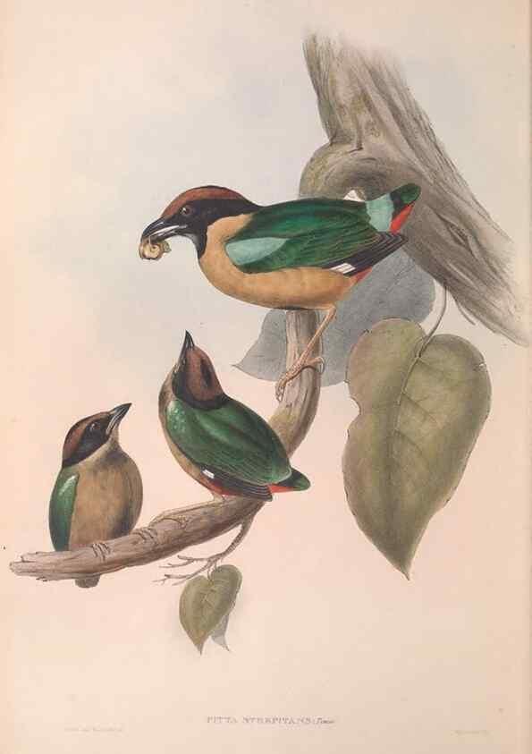 Reproducción/Reproduction 36555866460: The birds of Australia.. London,Printed by R. and J. E. Taylor; pub. by the author,[1840]-48.