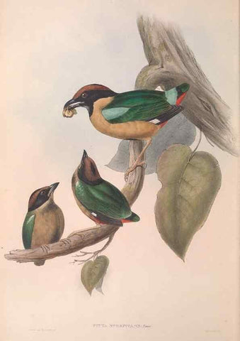 Reproducción/Reproduction 36555866460: The birds of Australia.. London,Printed by R. and J. E. Taylor; pub. by the author,[1840]-48.