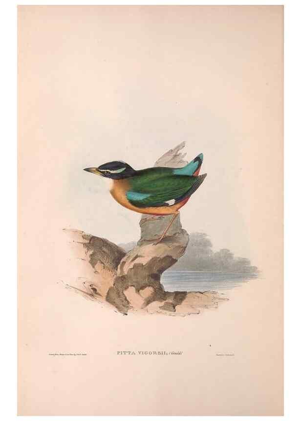 Reproducción/Reproduction 36555867970: The birds of Australia.. London,Printed by R. and J. E. Taylor; pub. by the author,[1840]-48.