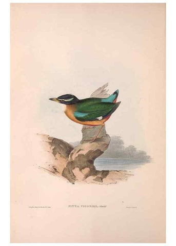 Reproducción/Reproduction 36555867970: The birds of Australia.. London,Printed by R. and J. E. Taylor; pub. by the author,[1840]-48.
