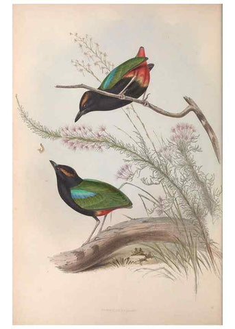 Reproducción/Reproduction 36555870000: The birds of Australia.. London,Printed by R. and J. E. Taylor; pub. by the author,[1840]-48.