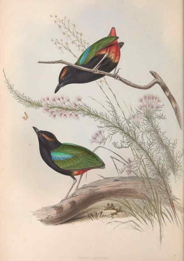 Reproducción/Reproduction 36555870000: The birds of Australia.. London,Printed by R. and J. E. Taylor; pub. by the author,[1840]-48.
