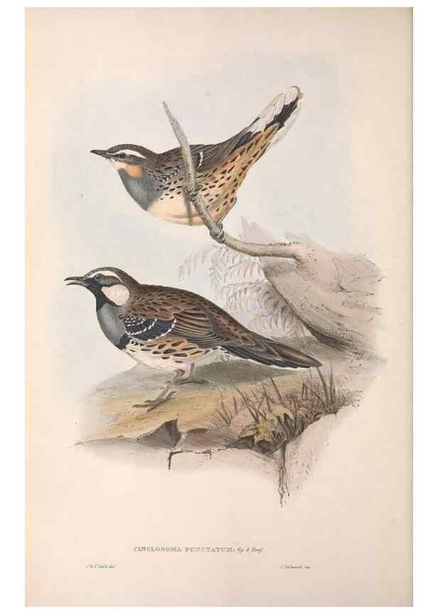 Reproducción/Reproduction 36780978282: The birds of Australia.. London,Printed by R. and J. E. Taylor; pub. by the author,[1840]-48.