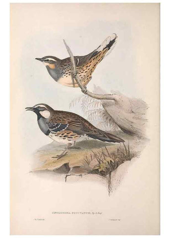 Reproducción/Reproduction 36780978282: The birds of Australia.. London,Printed by R. and J. E. Taylor; pub. by the author,[1840]-48.