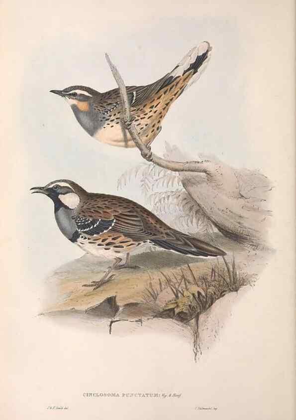 Reproducción/Reproduction 36780978282: The birds of Australia.. London,Printed by R. and J. E. Taylor; pub. by the author,[1840]-48.