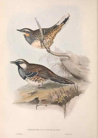 Reproducción/Reproduction 36780978282: The birds of Australia.. London,Printed by R. and J. E. Taylor; pub. by the author,[1840]-48.