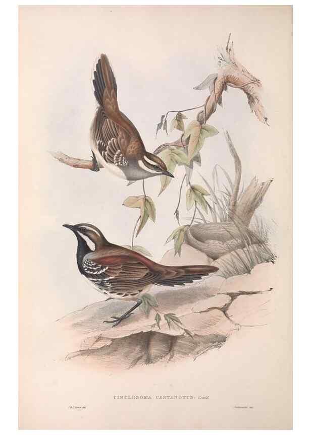 Reproducción/Reproduction 36117542904: The birds of Australia.. London,Printed by R. and J. E. Taylor; pub. by the author,[1840]-48.