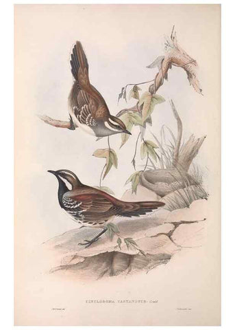 Reproducción/Reproduction 36117542904: The birds of Australia.. London,Printed by R. and J. E. Taylor; pub. by the author,[1840]-48.