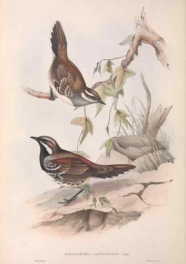 Reproducción/Reproduction 36117542904: The birds of Australia.. London,Printed by R. and J. E. Taylor; pub. by the author,[1840]-48.