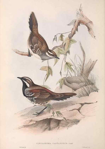 Reproducción/Reproduction 36117542904: The birds of Australia.. London,Printed by R. and J. E. Taylor; pub. by the author,[1840]-48.