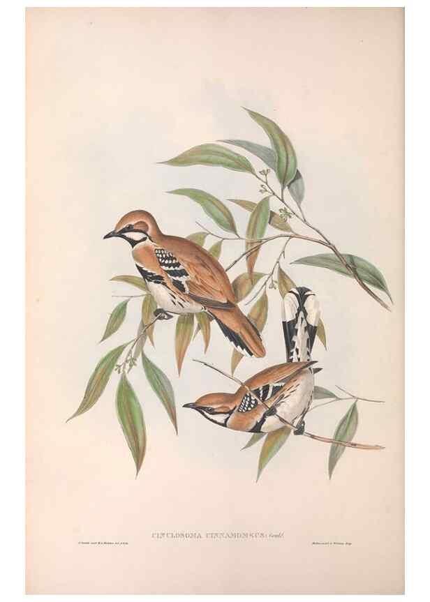Reproducción/Reproduction 36117544564: The birds of Australia.. London,Printed by R. and J. E. Taylor; pub. by the author,[1840]-48.