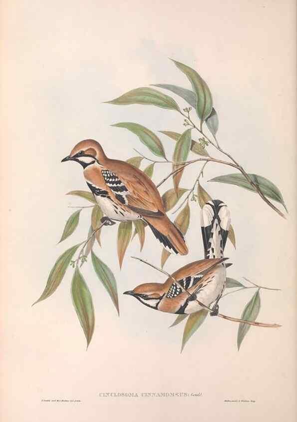 Reproducción/Reproduction 36117544564: The birds of Australia.. London,Printed by R. and J. E. Taylor; pub. by the author,[1840]-48.