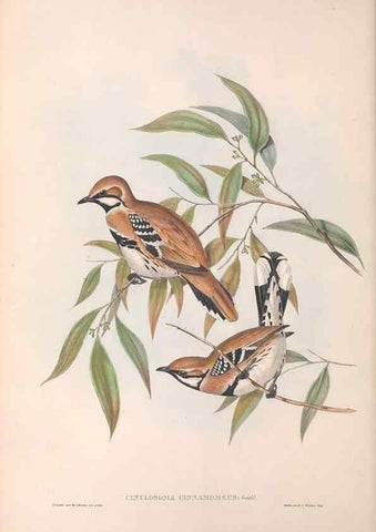 Reproducción/Reproduction 36117544564: The birds of Australia.. London,Printed by R. and J. E. Taylor; pub. by the author,[1840]-48.