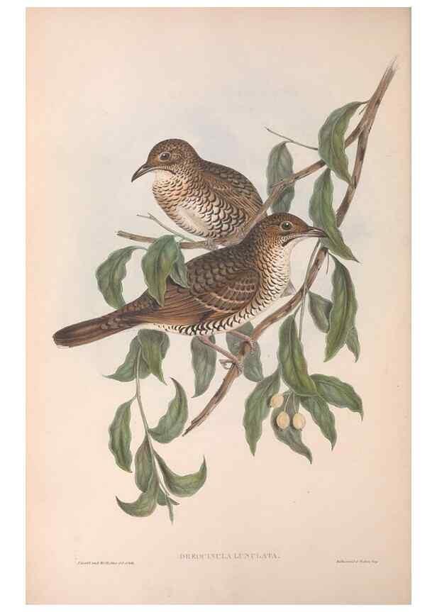 Reproducción/Reproduction 36117546384: The birds of Australia.. London,Printed by R. and J. E. Taylor; pub. by the author,[1840]-48.